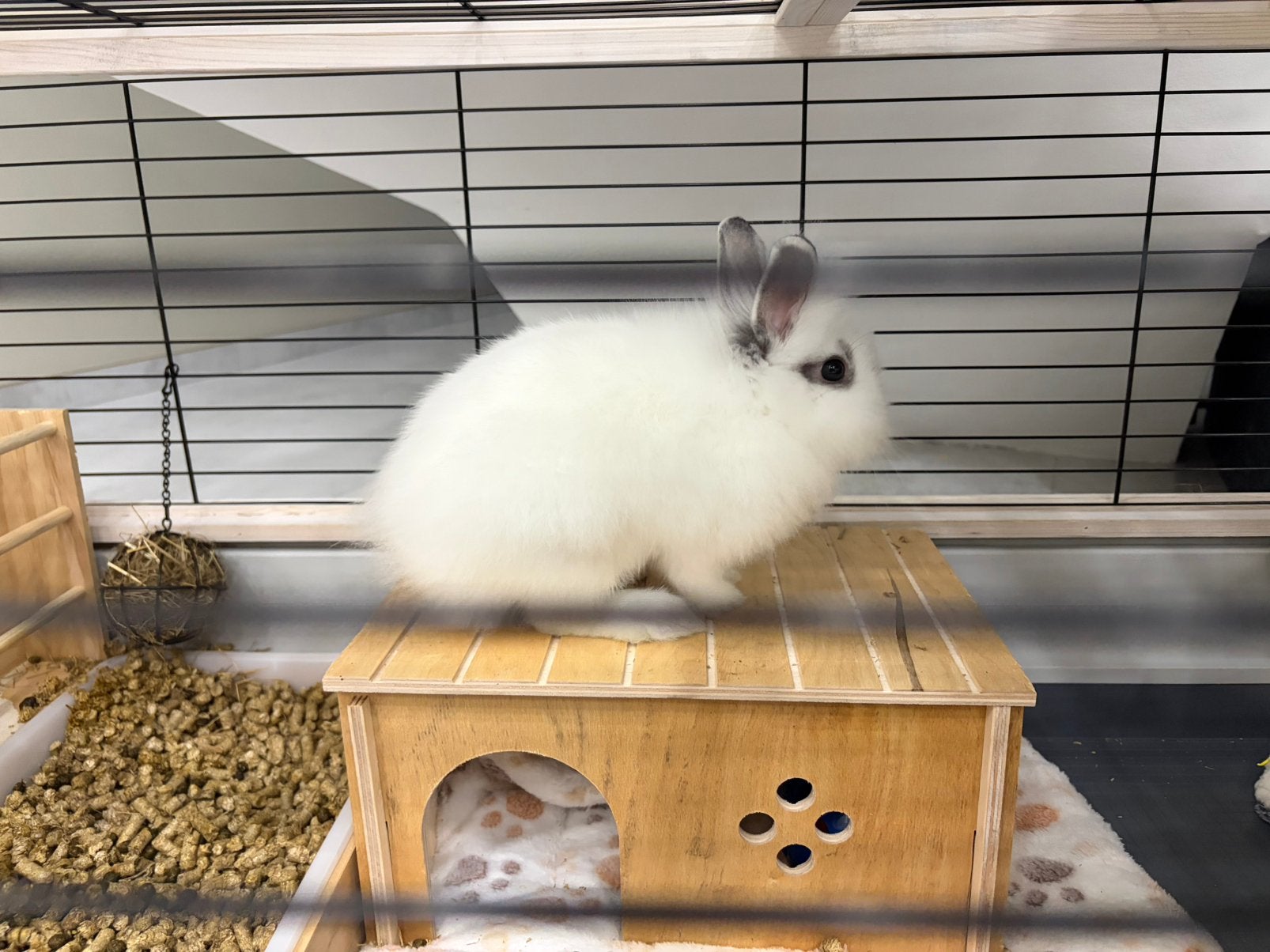 Lapin 8 semaines + cage + foin + accesoires, Animaux & Accessoires, Enlèvement