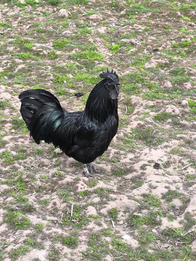 Ayem cemani haan