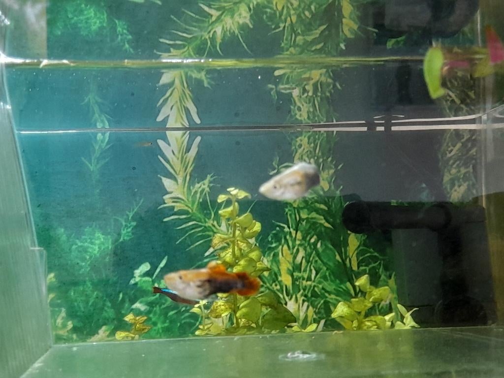 Poissons guppys, Dieren en Toebehoren, Ophalen, Overige typen, Overige merken, Zo goed als nieuw
