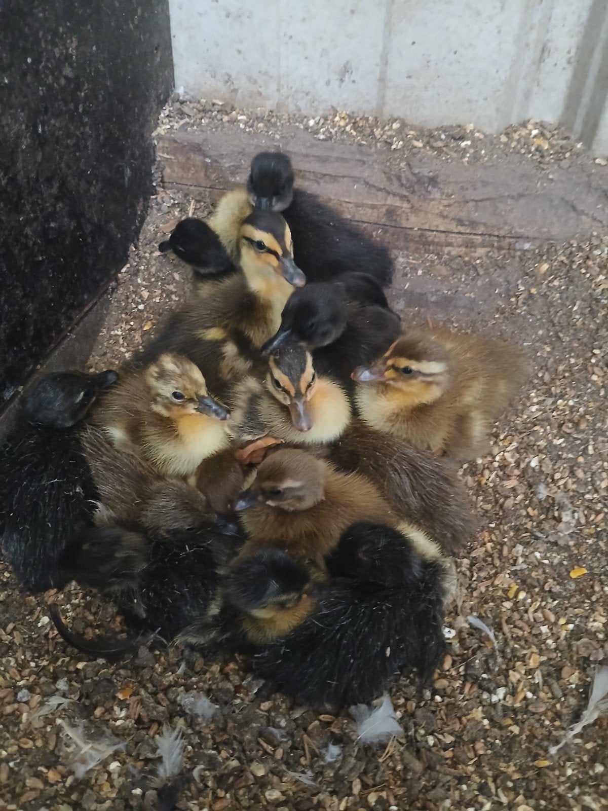Jonge loopeendjes, Dieren en Toebehoren