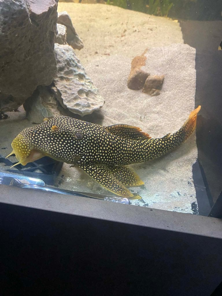 L014 Sunshine Pleco – ca. 25-30cm, Poisson, Poisson d'eau douce