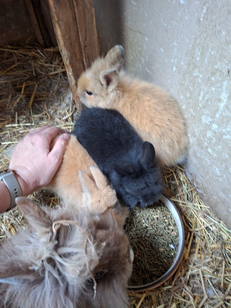 3 Teddydwerg - leeuwenkop dwergkonijntjes, Meerdere dieren, Dwerg, 0 tot 2 jaar