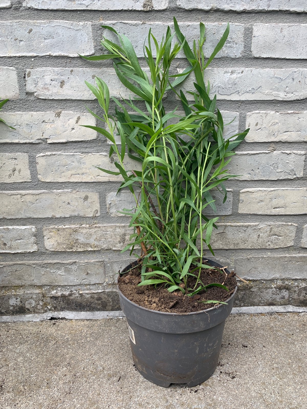 Dragon C2, Tuin en Terras, Planten | Tuinplanten, Ophalen, Vaste plant, Kruiden