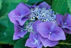 Hydrangea Blaumeisse, Tuin en Terras, Ophalen, Halfschaduw