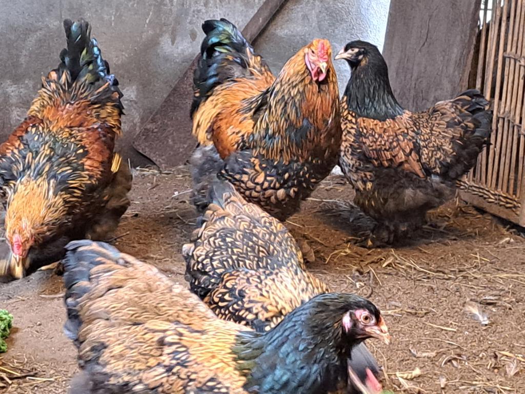 Broedeieren brahma goud zwart groothoender, Dieren en Toebehoren, Pluimvee, Meerdere dieren, Kip