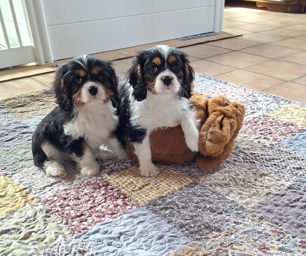 Prachtige cavalier king charles pups van geteste ouders, Dieren en Toebehoren, Parvo, België, Fokker | Hobbymatig, Reu