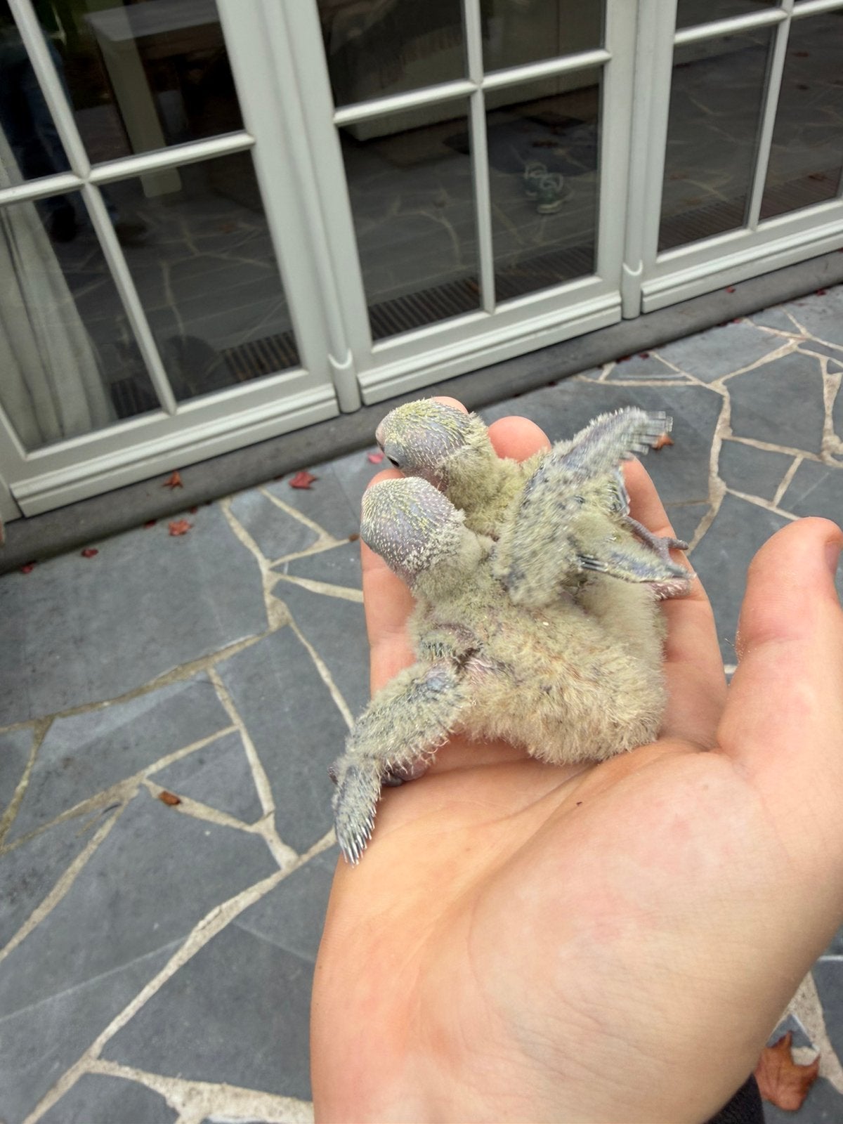 Baby dwergpapegaaien, Geslacht onbekend, Dwergpapegaai of Agapornis, Tam