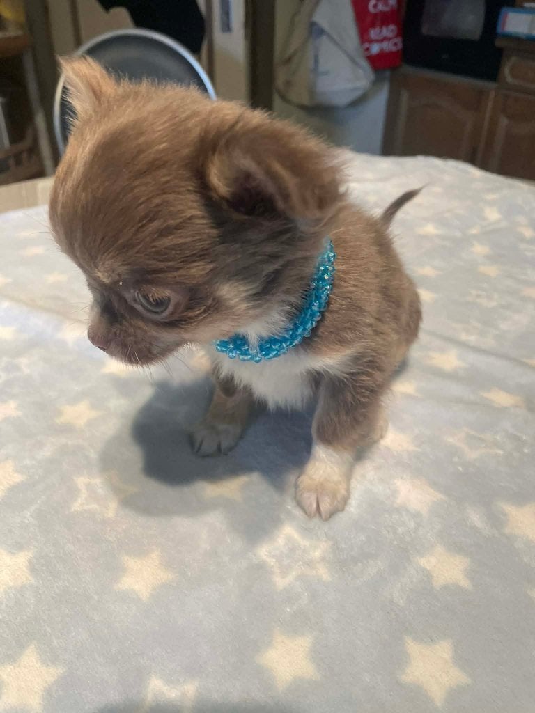Chihuahua-pups t.cup & mini raszuiver zeer mooi kleintjes, België, Fokker | Hobbymatig, 8 tot 15 weken, Parvo
