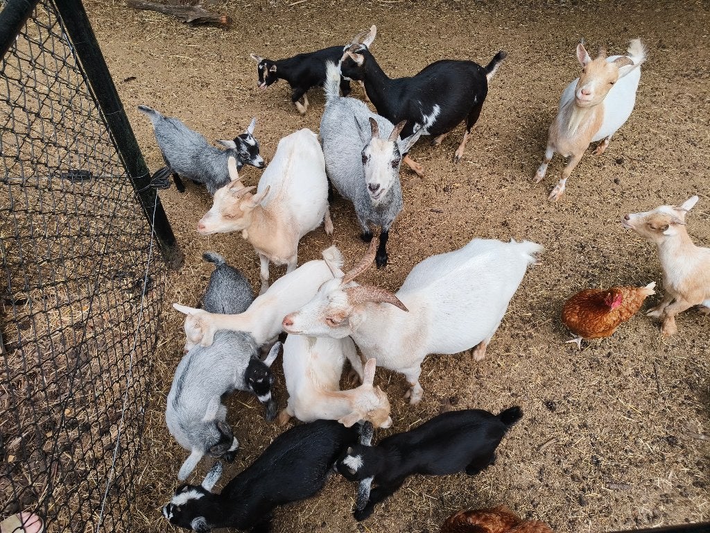 Geiten, Plusieurs animaux, Chèvre