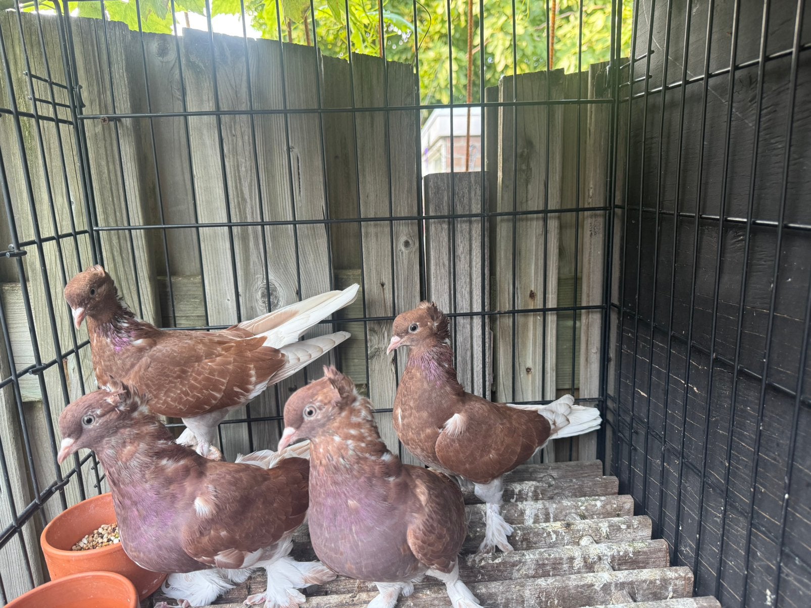 Takla duiven, Meerdere dieren