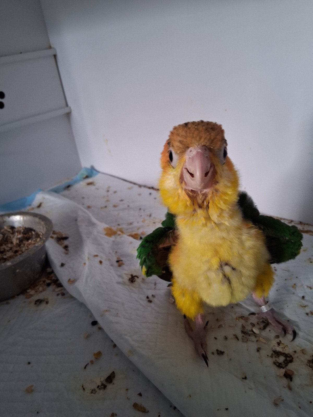 roestkop caique, Dieren en Toebehoren