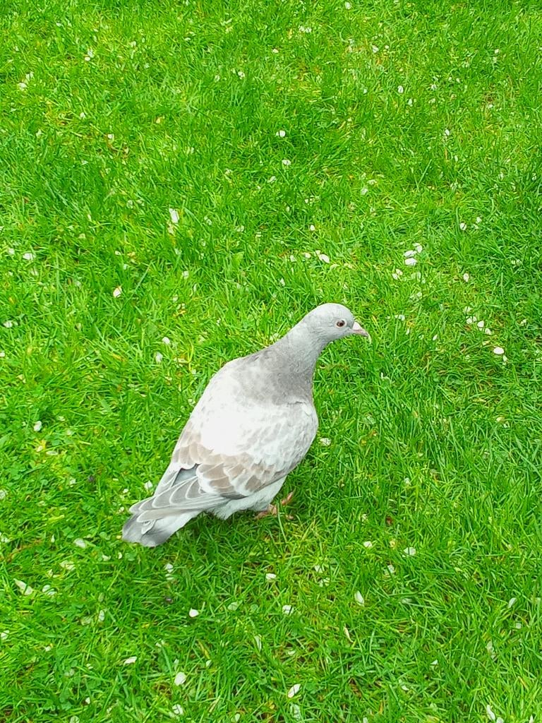 Pigeon Texan, Femelle, Autres espèces