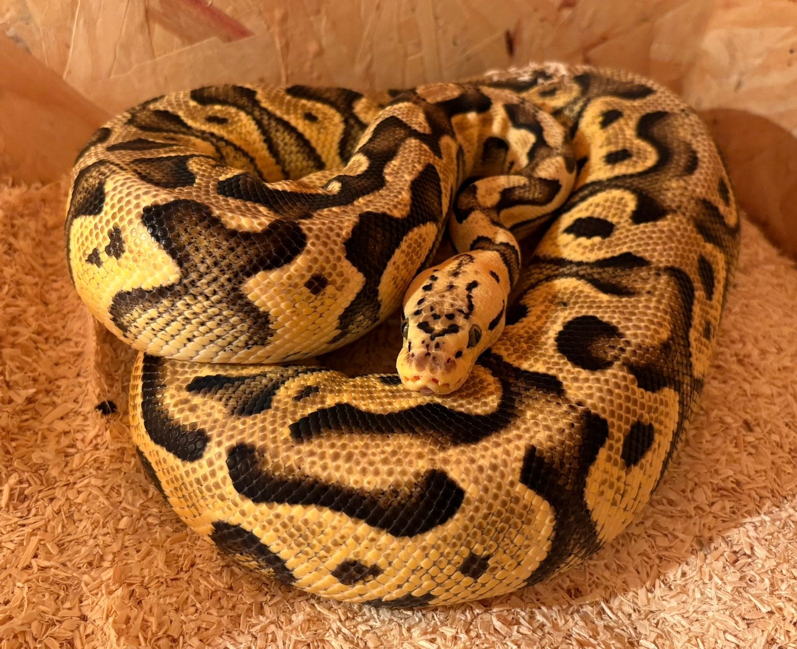 Ball python vrouw, Serpent, Domestique, 0 à 2 ans