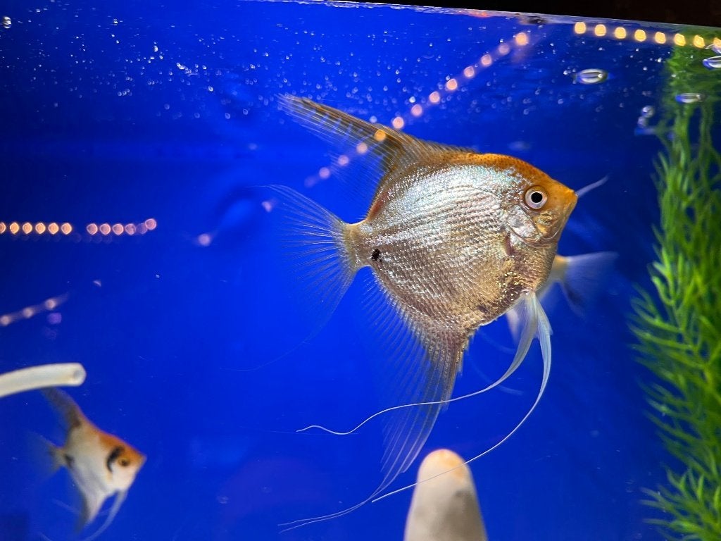 Mooie maanvissen te koop, Dieren en Toebehoren, Vissen | Aquariumvissen, Vis, Zoetwatervis