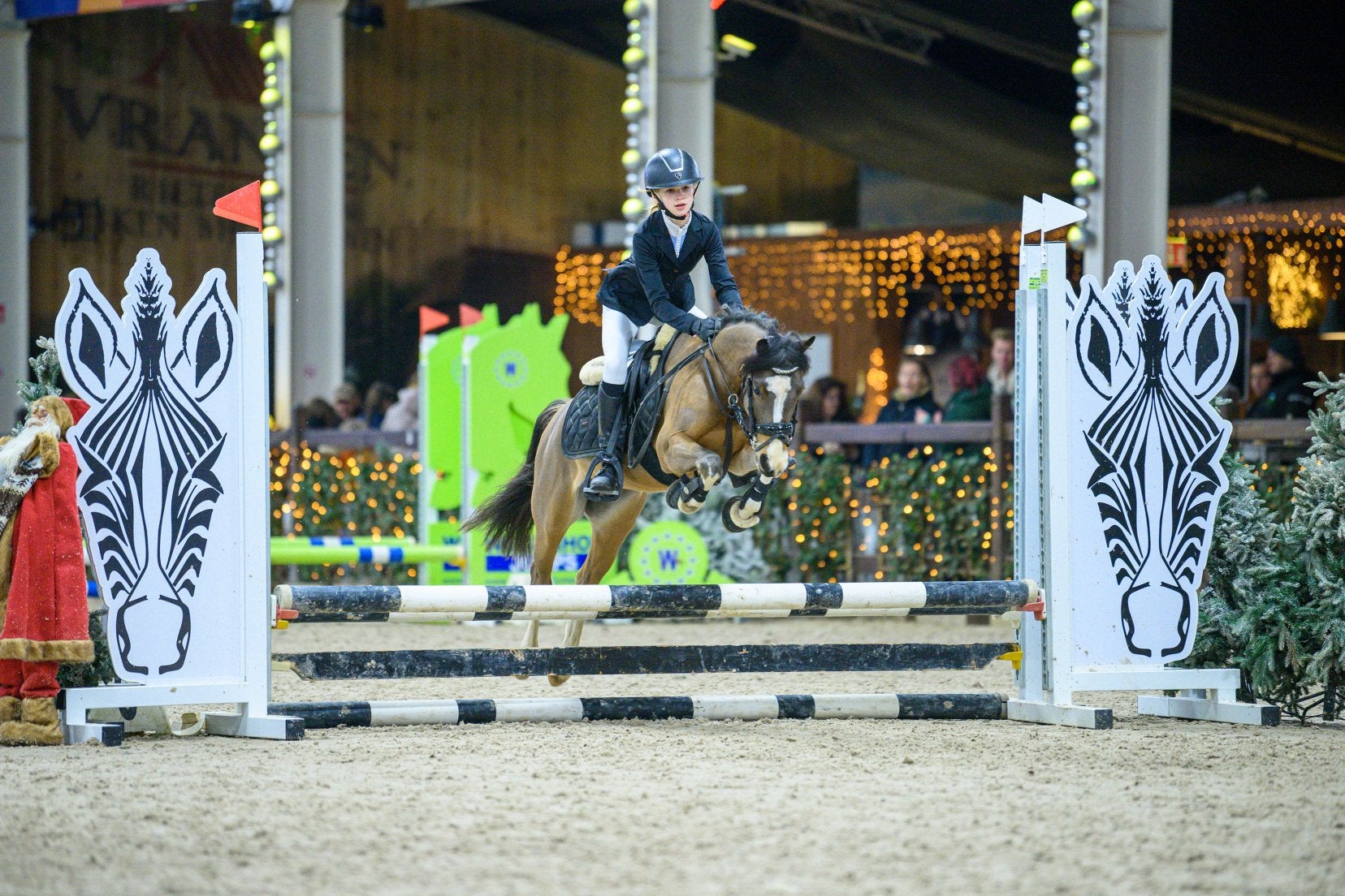 B pony ruin 6 jaar, Animaux & Accessoires, Poneys, Hongre, B