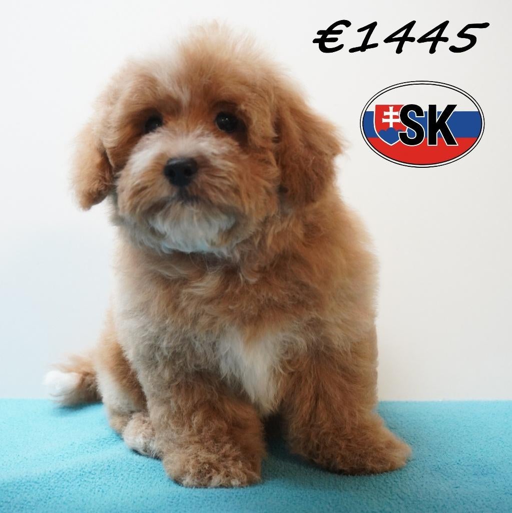 Maltipoo – Kleine schattige gezelschapshondjes te koop, 15 weken tot 1 jaar, Buitenland, Parvo, Meerdere