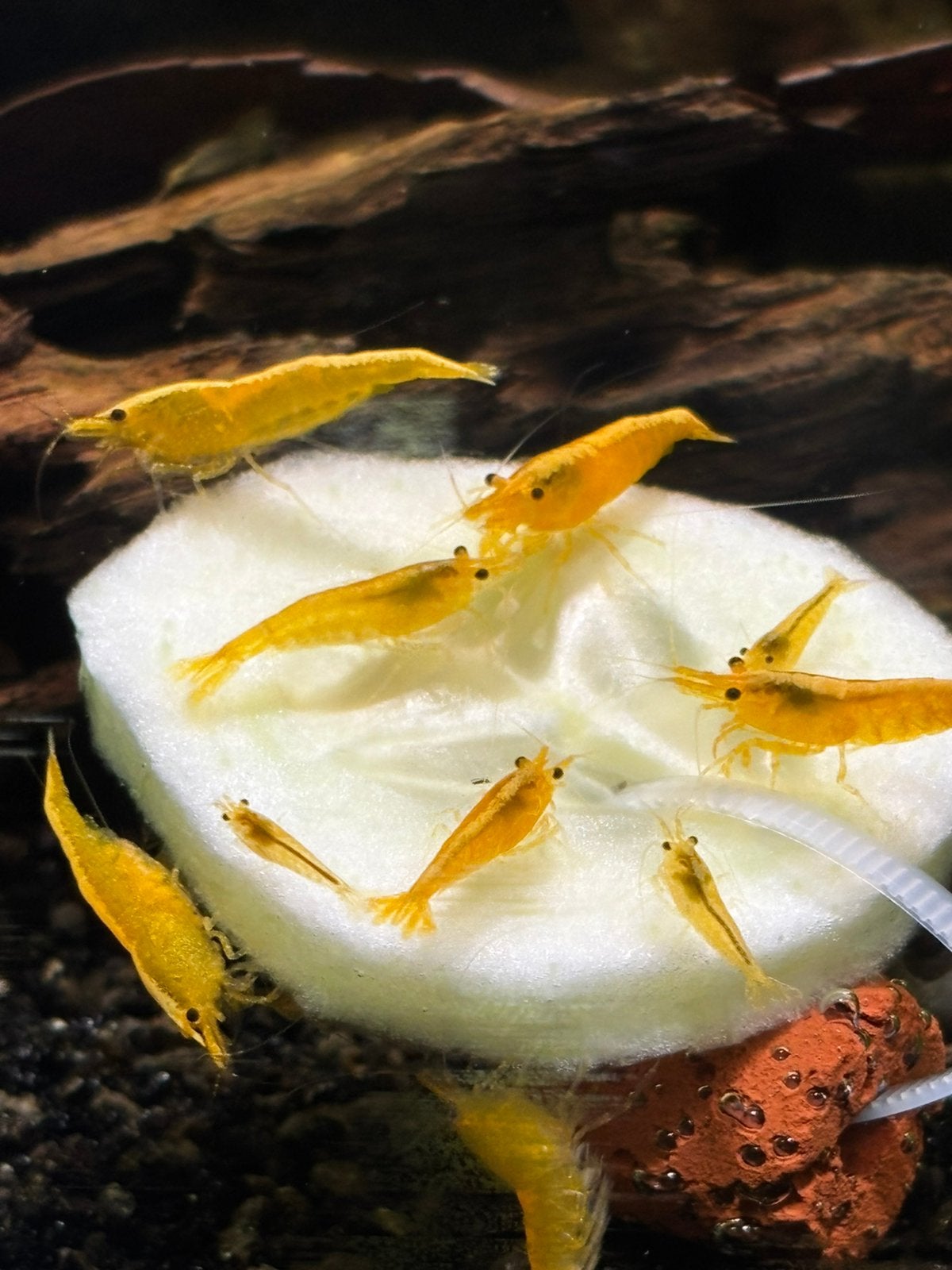 Neocaridina Davidi sp. Yellow Sakura / Fire - gele garnalen, Dieren en Toebehoren, Kreeft, Krab of Garnaal, Zoetwatervis, Schoolvis