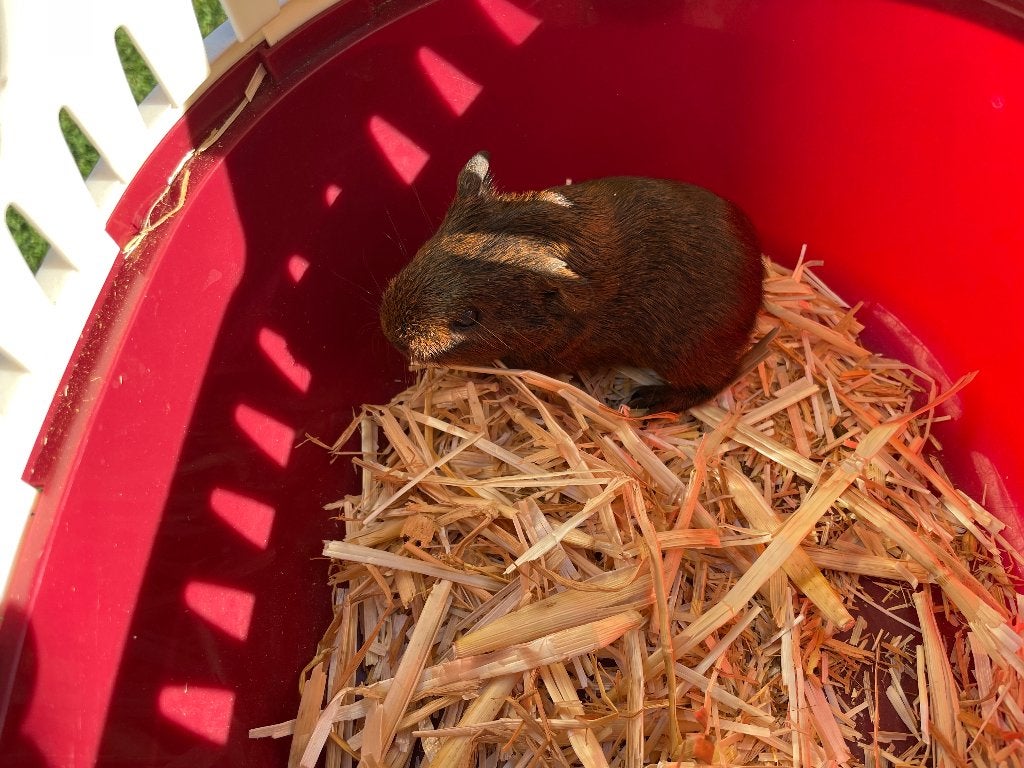 Cavia tekoop, Dieren en Toebehoren, Cavia, Juni, Vrouwelijk, Tam