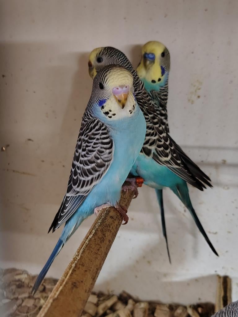 2 jonge grasparkieten (australische geelmasker), Animaux & Accessoires, Oiseaux | Perruches & Perroquets, Bagué