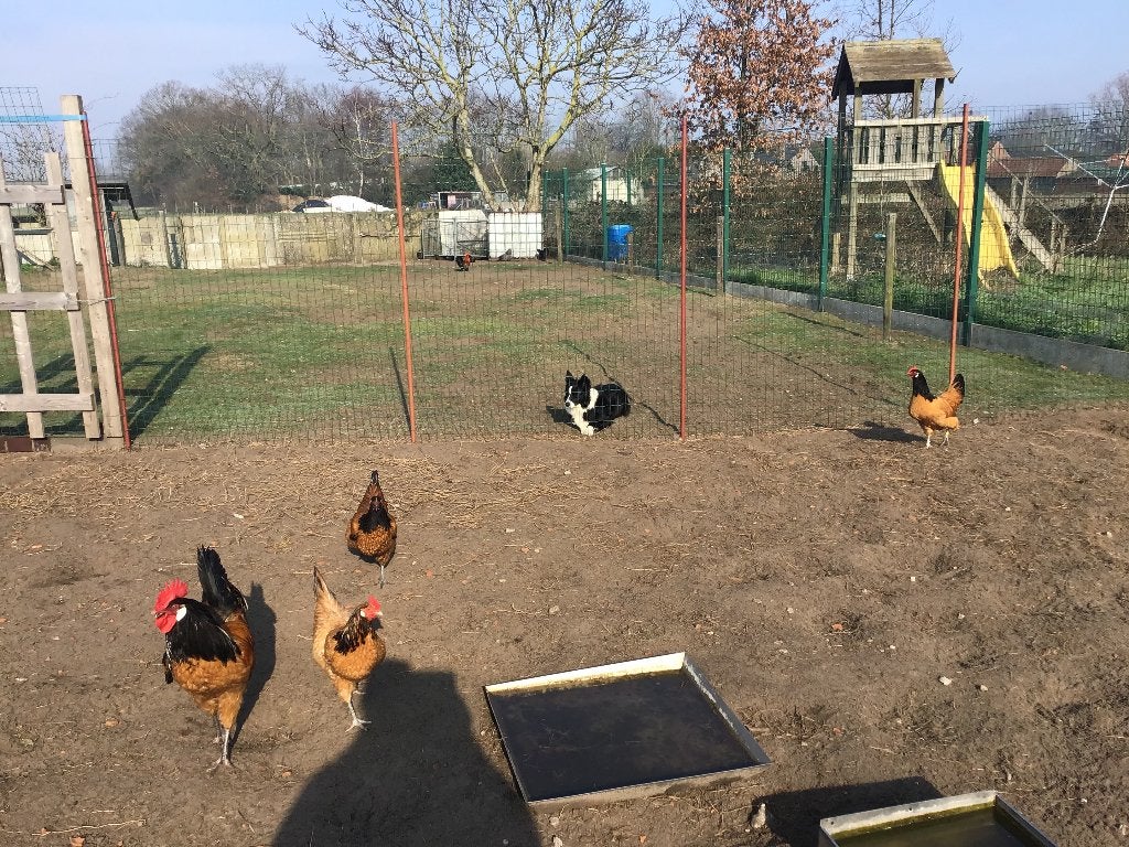 Vorwerk kippen, Dieren en Toebehoren, Vrouwelijk, Kip