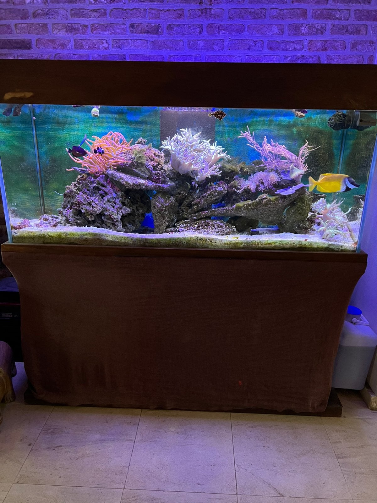 Zeeaquarium, Animaux & Accessoires, Poissons | Aquariums & Accessoires, Enlèvement, Chauffage, Utilisé, Aquarium d'eau de mer rempli