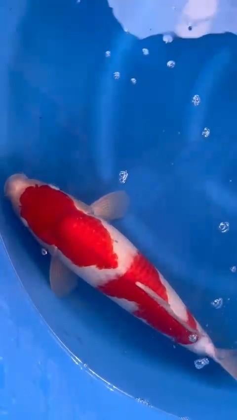 VHQ Japanse koi kohaku, Dieren en Toebehoren, Vissen | Vijvervissen, Karper of Koi