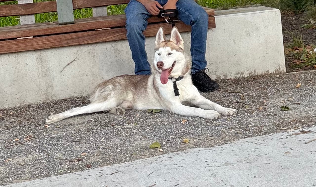 chiot husky sibérien, Animaux & Accessoires, 15 semaines à 1 an, Maladie de Carré (chiens), Particulier, Chien (mâle)