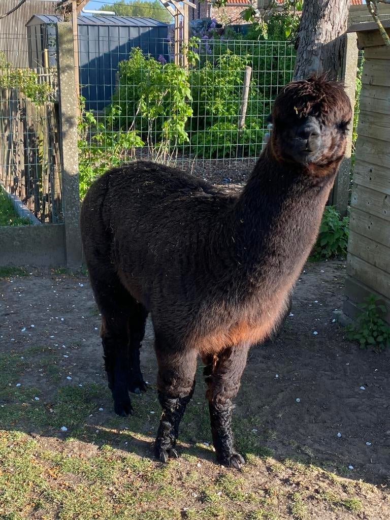 Mooie tamme alpaca hengst, Dieren en Toebehoren, Januari, Mannelijk