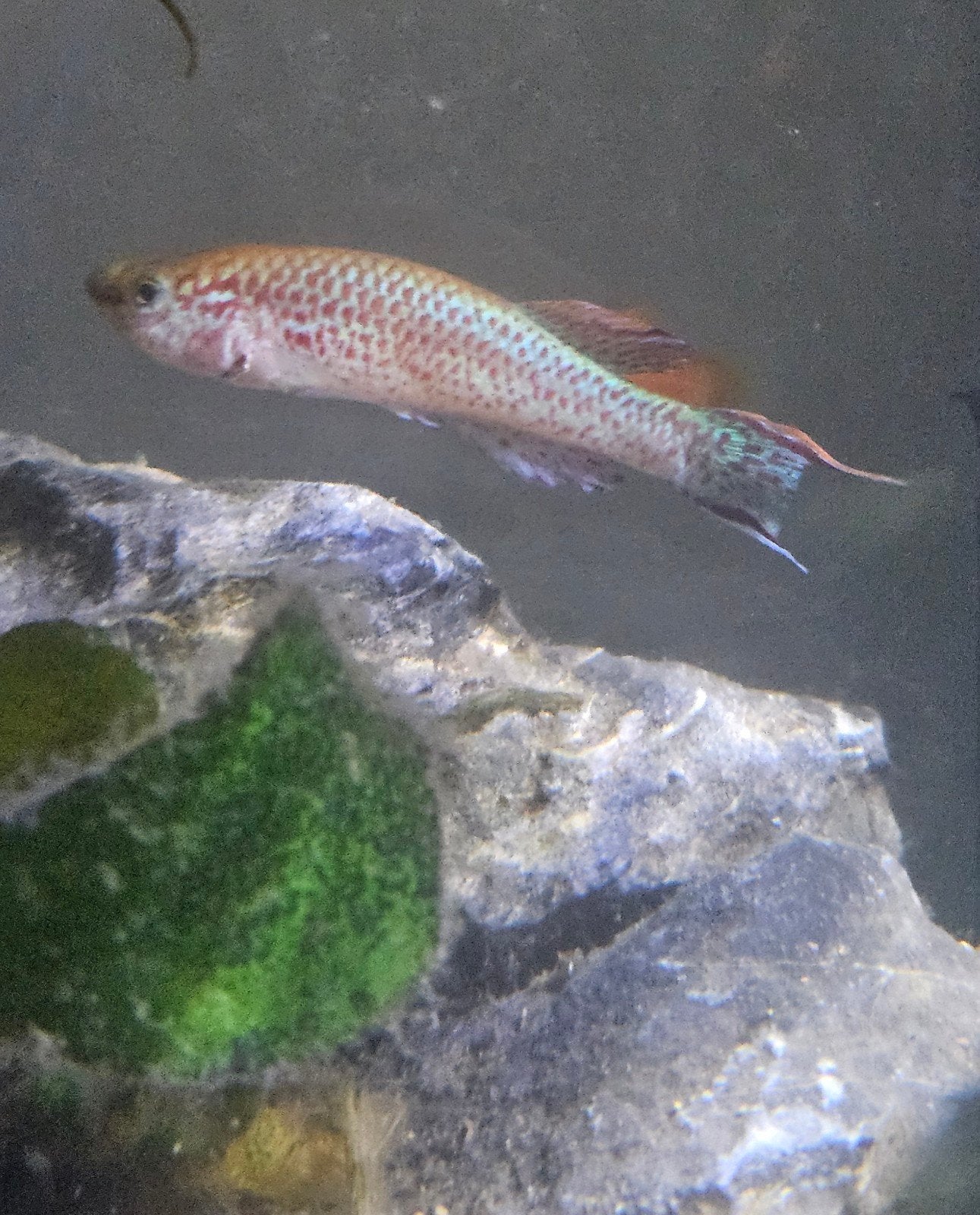 3 Killivissen gardneri (Killifish), Poisson, Poisson d'eau douce