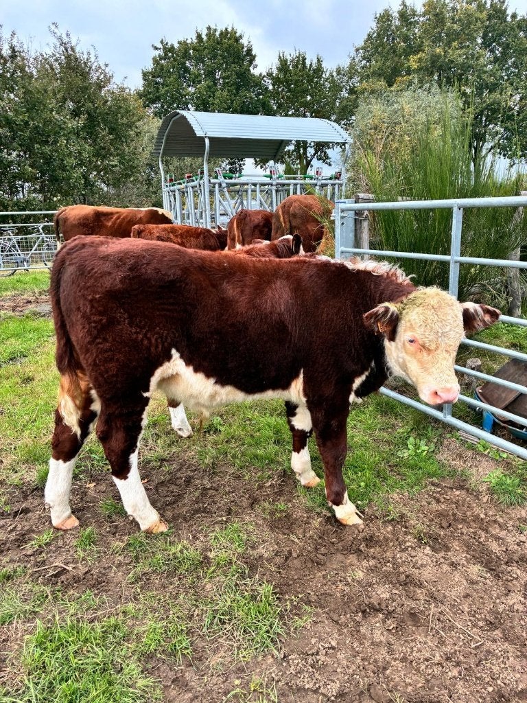 Hereford runderen, Animaux & Accessoires, Plusieurs animaux