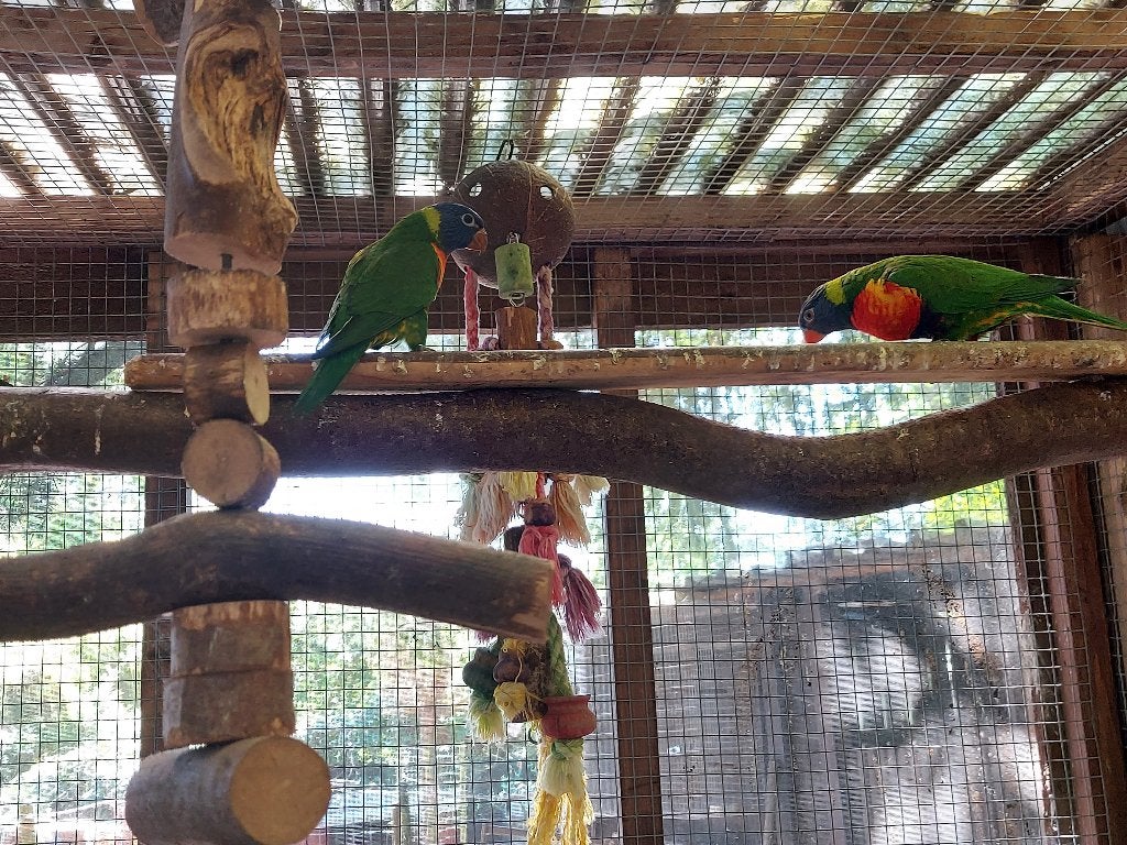 LORI 2026, Animaux & Accessoires, Oiseaux | Perruches & Perroquets, Sexe inconnu, Perroquet
