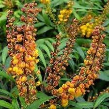 Mahonia Volcano, Ophalen