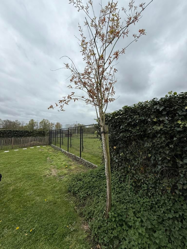Gratis boompje, Tuin en Terras, Planten | Bomen, 250 tot 400 cm, Ophalen