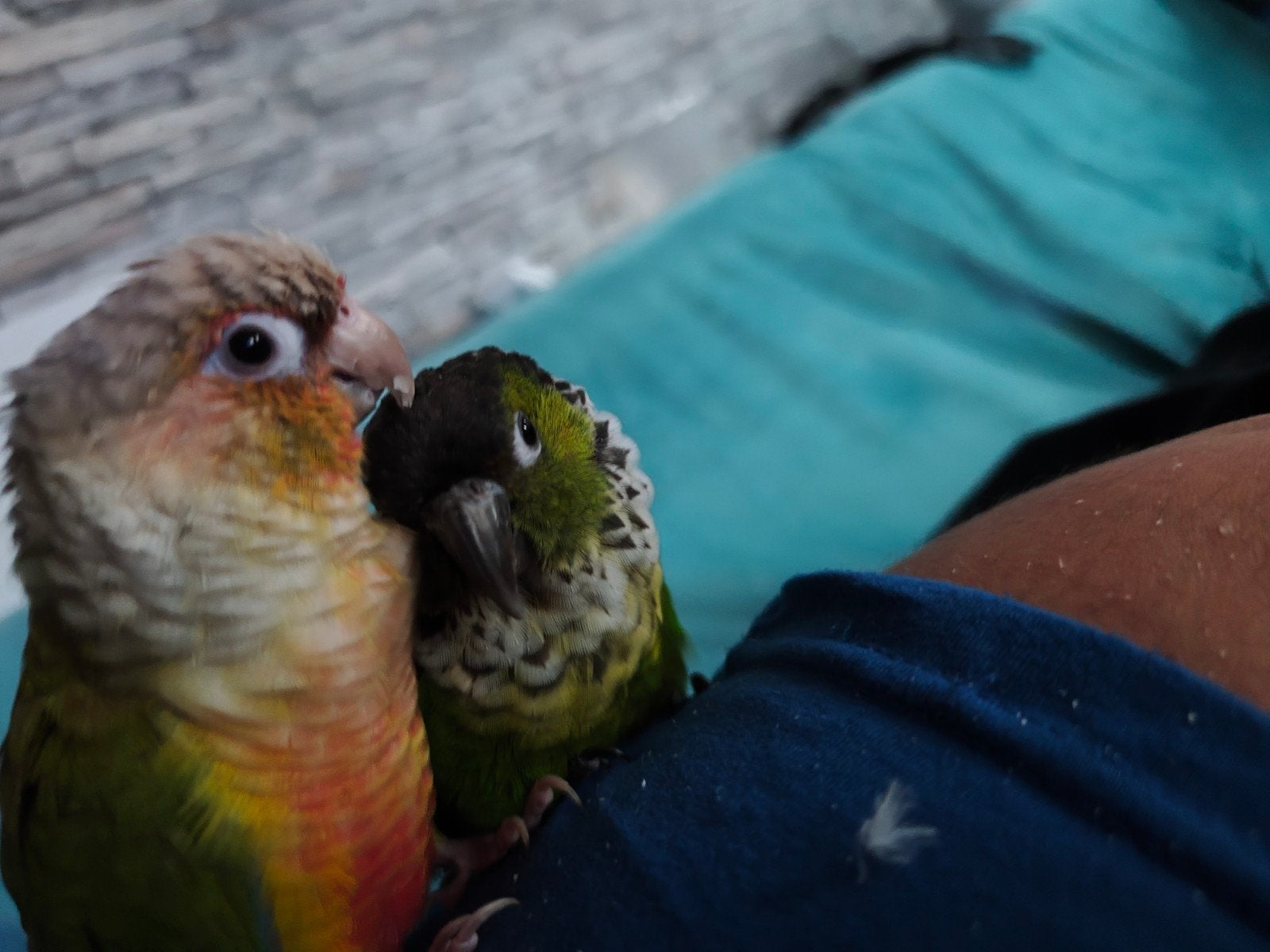 385€ super tame pyrhuras, Dieren en Toebehoren, Vogels | Parkieten en Papegaaien