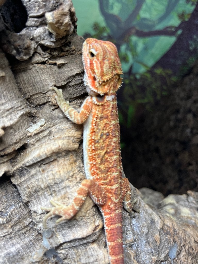Pogona Vitticeps het Trans Rood Koraal, Dieren en Toebehoren, Hagedis, 0 tot 2 jaar
