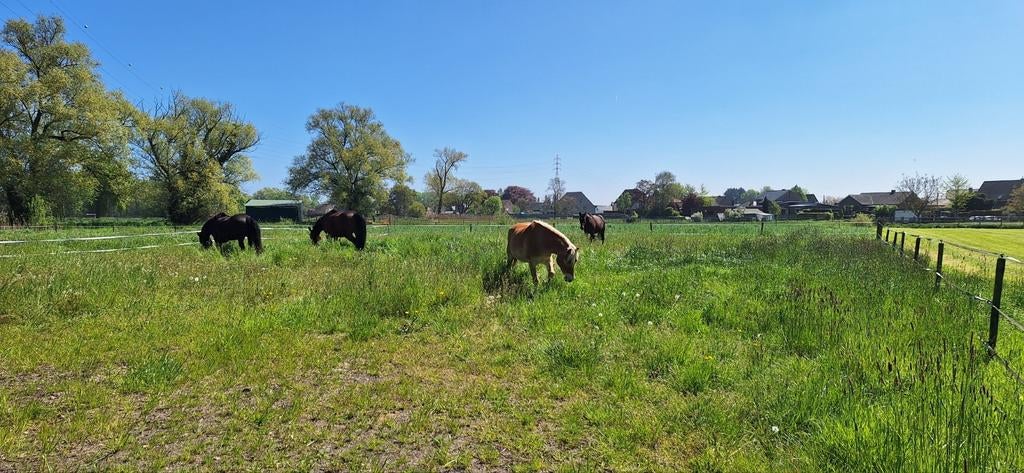Weide gezocht, Dieren en Toebehoren, Stalling en Weidegang