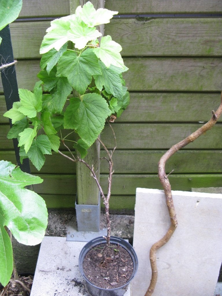 Cassissier (ribes nigrum), Jardin & Terrasse, Plantes | Arbres fruitiers, En pot, Enlèvement, Printemps, 100 à 250 cm