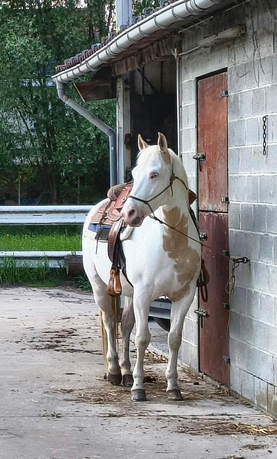 5 jarige witte - palomino Quarter ruin, Minder dan 160 cm, Ruin, 3 tot 6 jaar, Gechipt