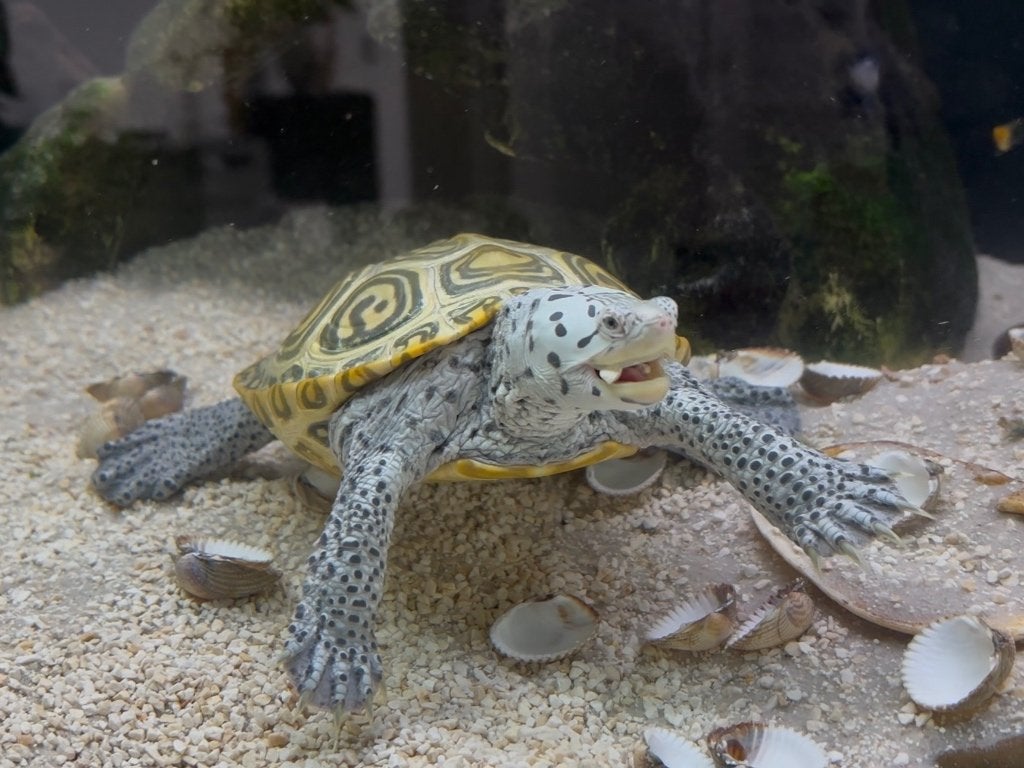 Volwassen groep Diamantruggen (Malaclemys Terrapin), Schildpad, Tam, 3 tot 6 jaar