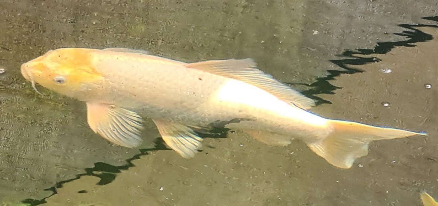 Japanse koi's