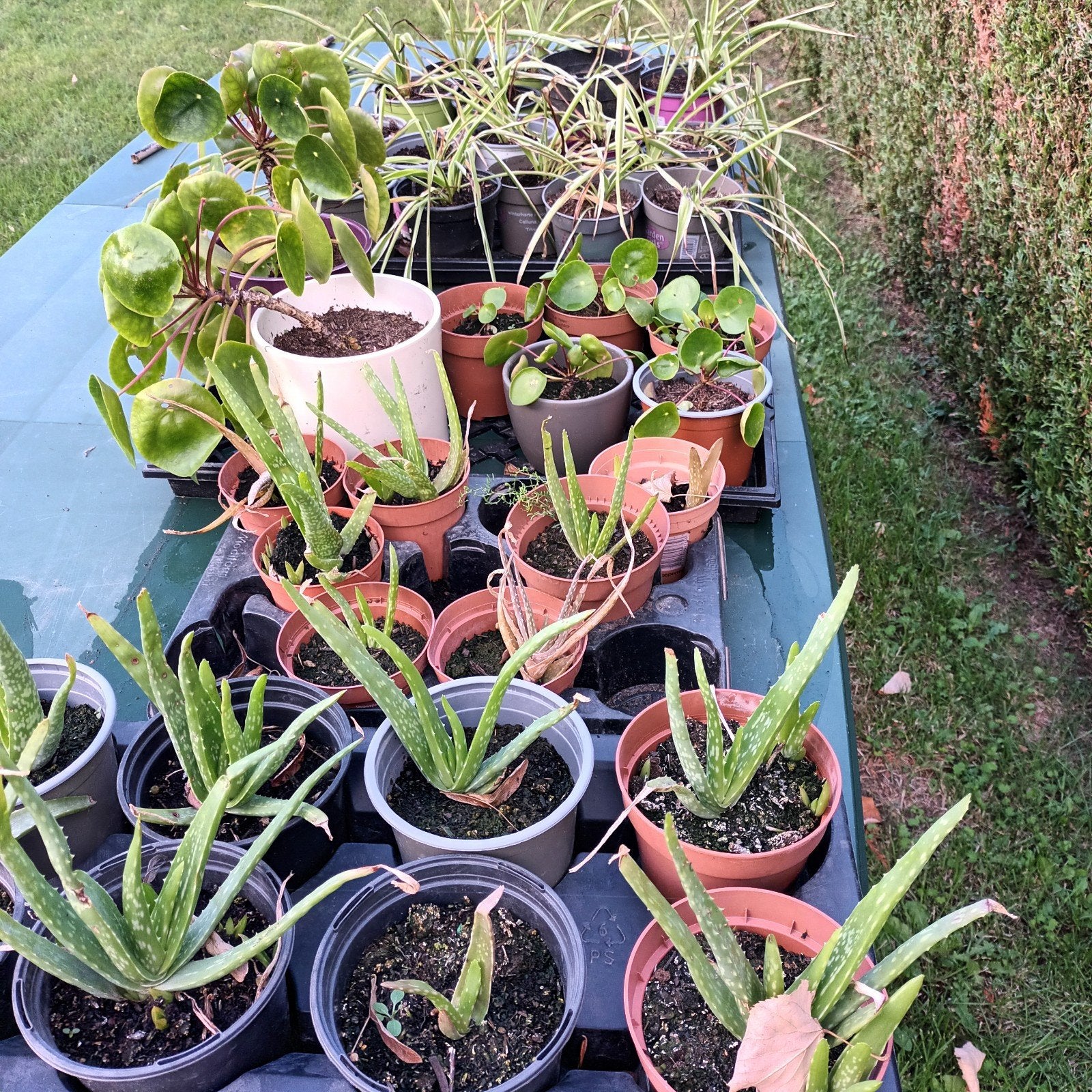 Aloe veraplanten, pannenkoekenplanten en graslelie, Ophalen