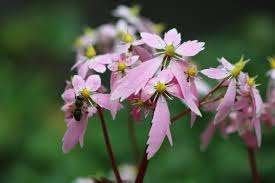 Saxifraga, Enlèvement, Mi-ombre