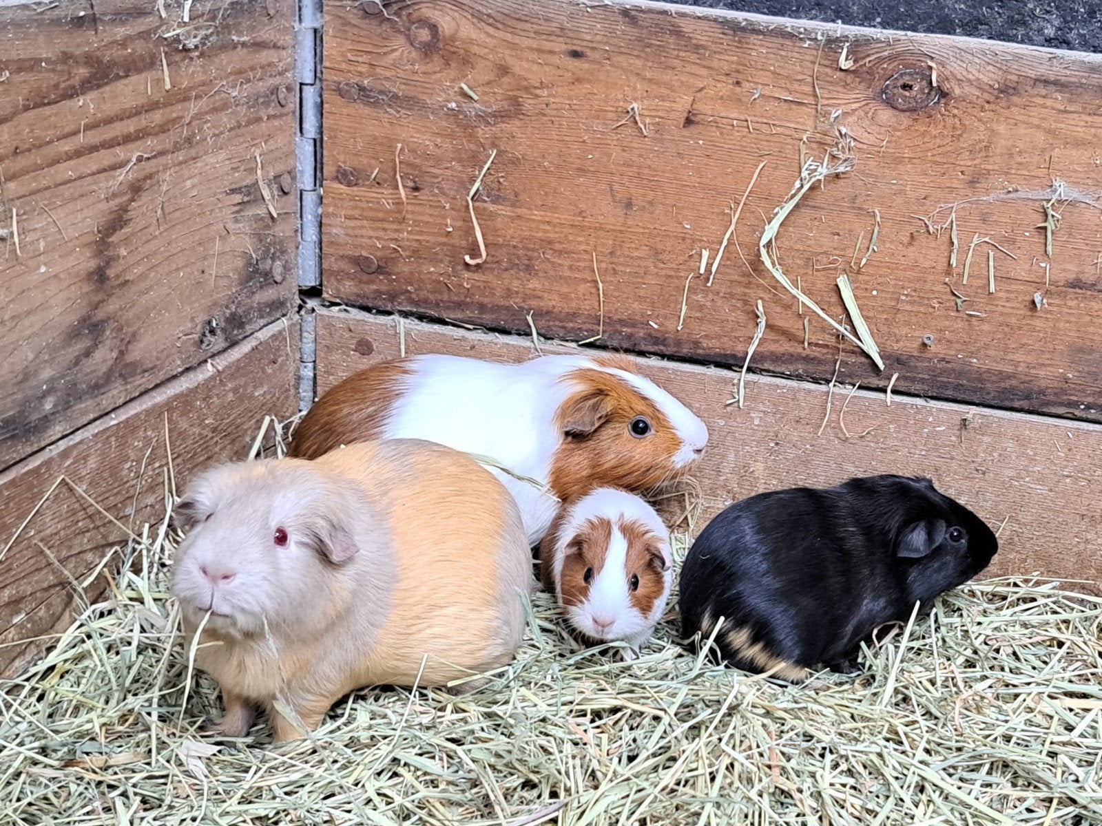 Te koop, moeder en dochter, alleen gezamelijk, Domestique, Avril, Plusieurs animaux, Cobaye