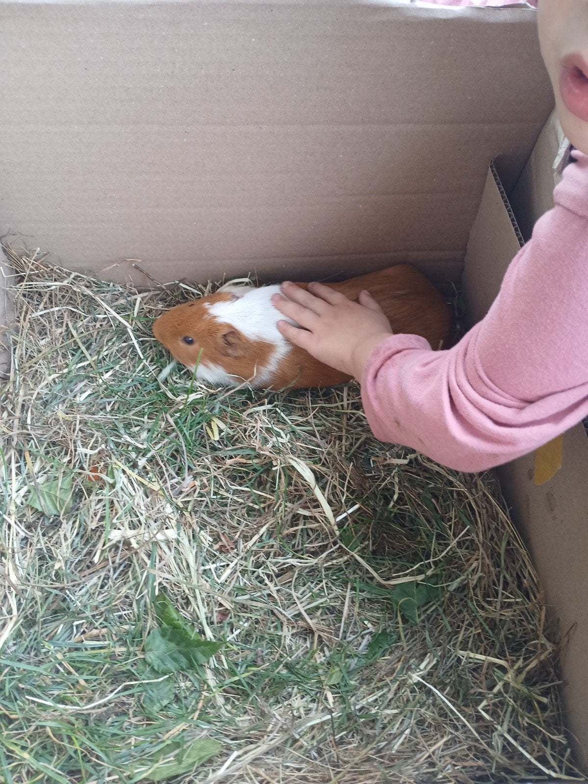 2 cochon cobaye