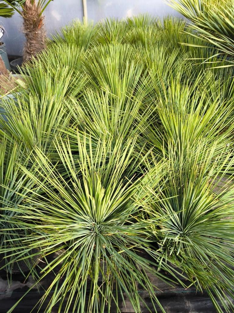 Yucca linearifolia : tuin yucca, En pot, Moins de 100 cm, Plein soleil, Autres espèces
