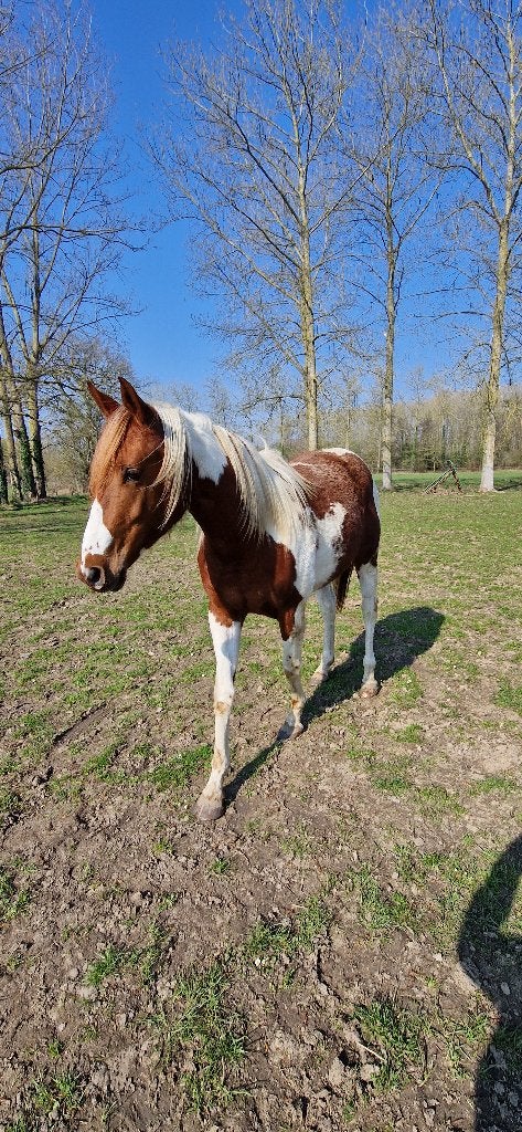 Pinto merrie, Jument, Non dressé, Vermifugé, 0 à 2 ans