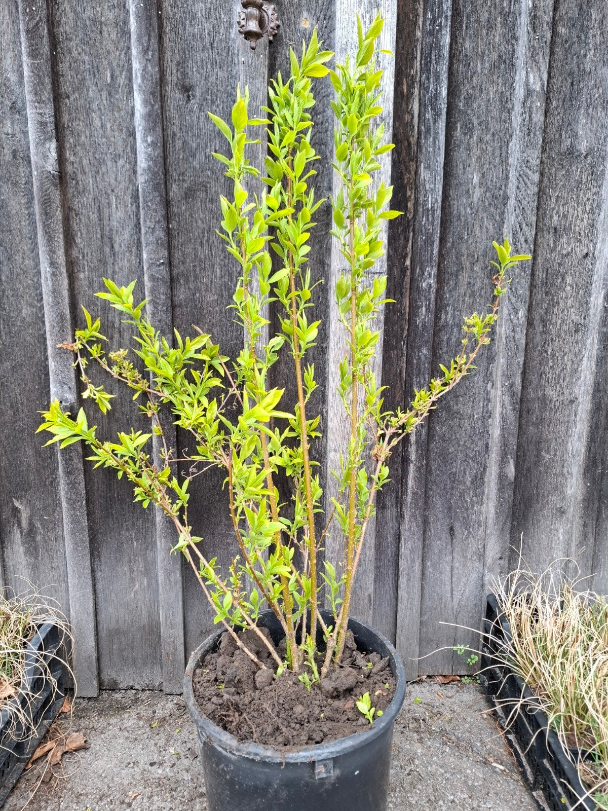 forsythia - chinees klokje, Ophalen