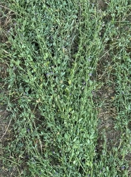 Lucerne - Herbe 85 % - 15 % - balles enroulées 2026 - pure, Animaux & Accessoires, Enlèvement