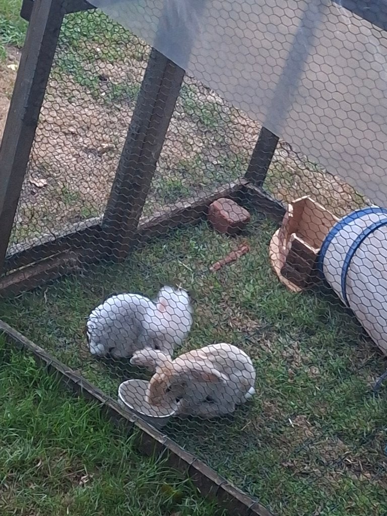 Angora konijntje, Dieren en Toebehoren, Meerdere dieren, Klein, 0 tot 2 jaar