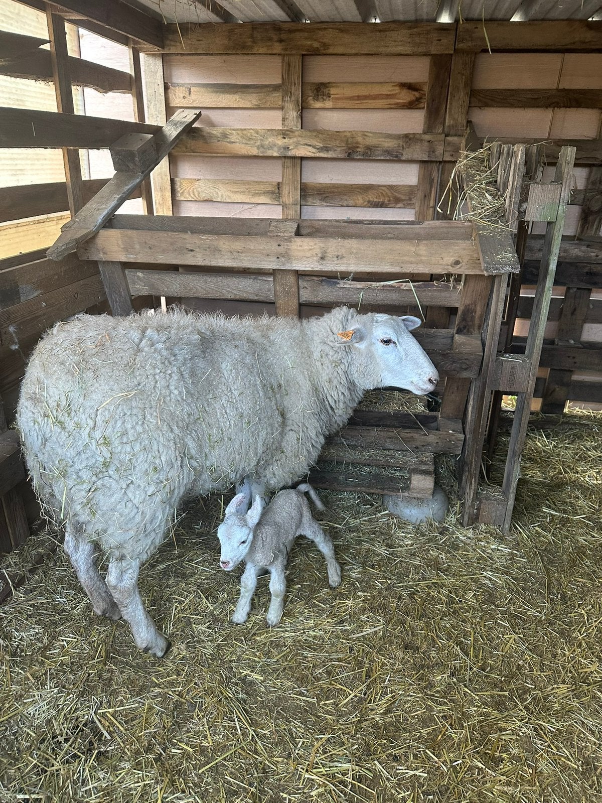 Schapen beschikbaar voor natuurlijke begrazing